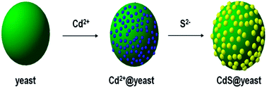 Graphical abstract: CdS nanoparticles anchored on the surface of yeast via a hydrothermal processes for environmental applications