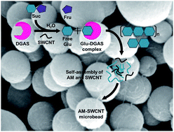 Graphical abstract: Enzymatic synthesis of amylose nanocomposite microbeads using amylosucrase from Deinococcus geothermalis