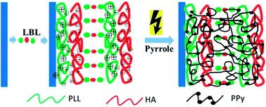Graphical abstract: Thin electroconductive hydrogel films by in situ electropolymerization of pyrrole within polyelectrolyte multilayers