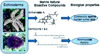 Graphical abstract: Bioactive compounds derived from echinoderms