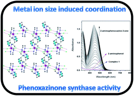 Graphical abstract: Metal ionic size directed complexation in manganese(ii) coordination chemistry: efficient candidates showing phenoxazinone synthase mimicking activity