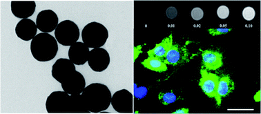Graphical abstract: Ultrafine PEG-capped gadolinia nanoparticles: cytotoxicity and potential biomedical applications for MRI and luminescent imaging