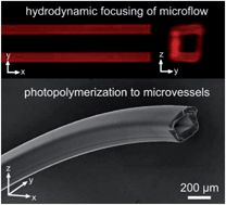 Graphical abstract: Microfluidic fabrication of multiaxial microvessels via hydrodynamic shaping