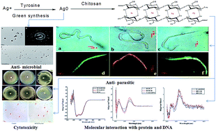Graphical abstract: Design and green synthesis of polymer inspired nanoparticles for the evaluation of their antimicrobial and antifilarial efficiency