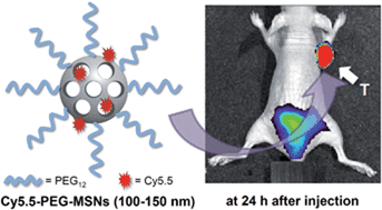 Graphical abstract: Enhanced tumor targetability of PEGylated mesoporous silica nanoparticles on in vivo optical imaging according to their size