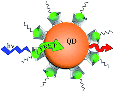 Graphical abstract: Light harvesting of CdSe/CdS quantum dots coated with β-cyclodextrin based host–guest species through resonant energy transfer from the guests