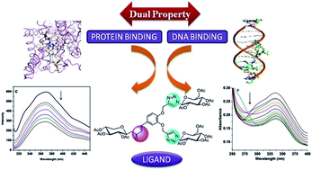 Graphical abstract: Studies on the synthesis of a sugar triazole based ligand for protein and DNA binding