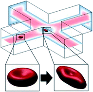 Graphical abstract: Erythrocyte deformation in a microfluidic cross-slot channel