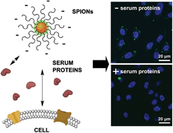 Graphical abstract: Impact of serum proteins on MRI contrast agents: cellular binding and T2 relaxation