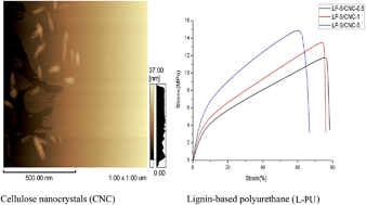 Graphical abstract: Lignin-based polyurethane film reinforced with cellulose nanocrystals