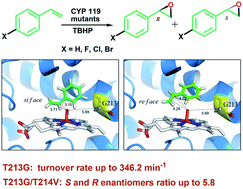 Graphical abstract: Enhanced turnover rate and enantioselectivity in the asymmetric epoxidation of styrene by new T213G mutants of CYP 119