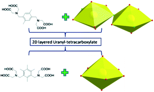 Graphical abstract: Two new two-dimensional layered uranyl-bearing polycarboxylates from semi-rigid tetracarboxylic acids