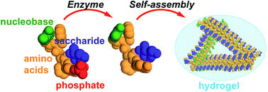 Graphical abstract: Enzyme-instructed self-assembly of hydrogelators consisting of nucleobases, amino acids, and saccharide