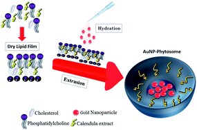 Graphical abstract: Gold nanoparticle loaded phytosomal systems: synthesis, characterization and in vitro investigations