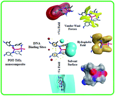Graphical abstract: In vitro DNA binding, molecular docking and antimicrobial studies on a newly synthesized poly(o-toluidine)–titanium dioxide nanocomposite