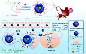 Graphical abstract: Nanocarriers with dual pH-sensitivity for enhanced tumor cell uptake and rapid intracellular drug release
