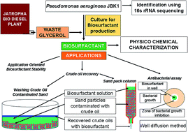 Graphical abstract: Biodiesel derived waste glycerol as an economic substrate for biosurfactant production using indigenous Pseudomonas aeruginosa