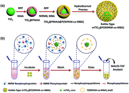 Graphical abstract: Precisely designed rattle-type mTiO2@P(NIPAM-co-MBA) microspheres with screening gel network for highly selective extraction of phosphopeptidome