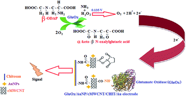 Graphical abstract: Construction and application of β-(3-N-oxalyl-l-2,3-diaminopropanoic acid) biosensor based on carboxylated multiwalled carbon nanotubes/gold nanoparticles/chitosan/Au electrode