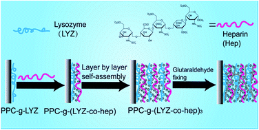 Graphical abstract: Surface modification of poly(propylene carbonate) by layer-by-layer assembly and its hemocompatibility