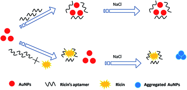 Graphical abstract: Highly sensitive and rapid visual detection of ricin using unmodified gold nanoparticle probes
