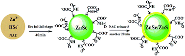 Graphical abstract: Facile synthesis and characterization of highly luminescent UV-blue-emitting ZnSe/ZnS quantum dots via a one-step hydrothermal method