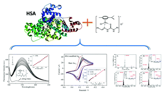 Graphical abstract: Combined spectroscopy and cyclic voltammetry investigates the interaction between [(η6-p-cymene)Ru(benzaldehyde-N(4)-phenylthiosemicarbazone)Cl]Cl anticancer drug and human serum albumin