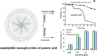 Graphical abstract: Nanodispersions of monoglycerides of punicic acid: a potential nutrient precursor with higher oxidative stability and cytotoxicity