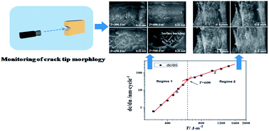 Graphical abstract: Crack growth mechanism of natural rubber under fatigue loading studied by a real-time crack tip morphology monitoring method