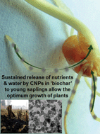 Graphical abstract: Carbon nanoparticles in ‘biochar’ boost wheat (Triticum aestivum) plant growth