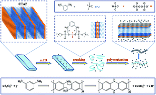 Graphical abstract: Facile and large-scale synthesis of poly(m-phenylenediamine) nanobelts with high surface area and superior dye adsorption ability