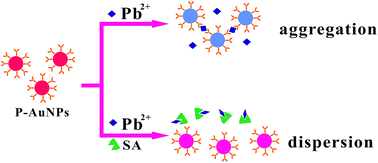 Graphical abstract: Colorimetric sensing of sinapine based on competitive interaction of papain-coated gold nanoparticles and sinapine toward Pb2+