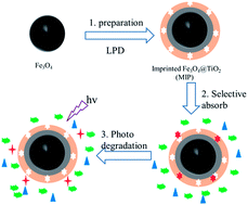 Graphical abstract: Molecularly imprinted TiO2 hybridized magnetic Fe3O4 nanoparticles for selective photocatalytic degradation and removal of estrone