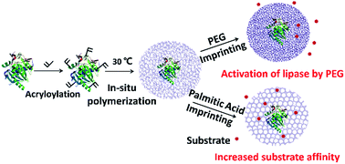 Graphical abstract: Activation of enzyme nanogel in organic solvents by PEG–substrate joint imprinting