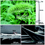 Graphical abstract: Water collection abilities of green bristlegrass bristle