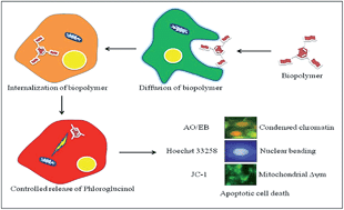 Graphical abstract: Unraveling the caspase-mediated mechanism for phloroglucinol-encapsulated starch biopolymer against the breast cancer cell line MDA-MB-231