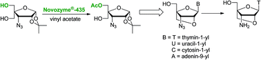 Graphical abstract: Chemo-enzymatic synthesis of bicyclic 3′-azido- and 3′-amino-nucleosides