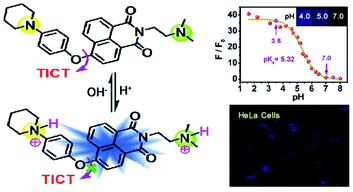 Graphical abstract: A novel fluorescent pH probe with valuable pKa based on a twisted intramolecular charge transfer mechanism, and its applications in cell imaging