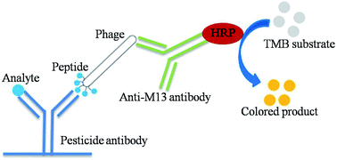 Graphical abstract: Development of a heterologous enzyme-linked immunosorbent assay for organophosphorus pesticides with phage-borne peptide