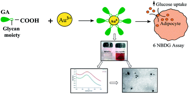 Graphical abstract: Synthesis and characterization of biocompatible gymnemic acid–gold nanoparticles: a study on glucose uptake stimulatory effect in 3T3-L1 adipocytes