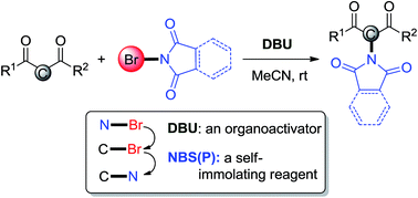 Graphical abstract: Direct α-C-H amination of β-dicarbonyl compounds using DBU-activated N-haloimides as nitrogen sources