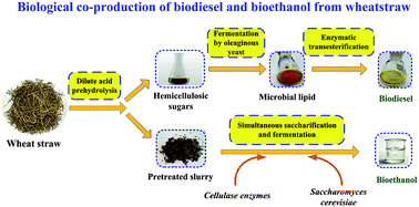 Graphical abstract: Biological co-production of ethanol and biodiesel from wheat straw: a case of dilute acid pretreatment