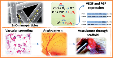 Graphical abstract: Investigation of angiogenesis and its mechanism using zinc oxide nanoparticle-loaded electrospun tissue engineering scaffolds