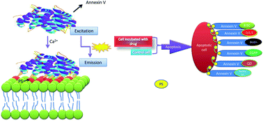Graphical abstract: Comparison of different probes based on labeled annexin V for detection of apoptosis