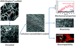Graphical abstract: 45S5 bioactive glass-based scaffolds coated with cellulose nanowhiskers for bone tissue engineering