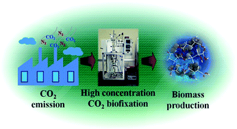 Graphical abstract: Biofixation of a high-concentration of carbon dioxide using a deep-sea bacterium: Sulfurovum lithotrophicum 42BKTT