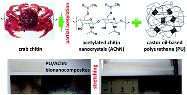 Graphical abstract: Green bionanocomposites from high-elasticity “soft” polyurethane and high-crystallinity “rigid” chitin nanocrystals with controlled surface acetylation