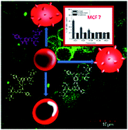 Graphical abstract: Investigations on the membrane interactions of naringin and its complexes with copper and iron: implications for their cytotoxicity