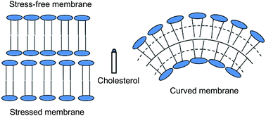 Graphical abstract: Influence of different membrane environments on the behavior of cholesterol