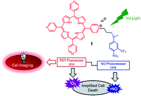 Graphical abstract: A multi-photoresponsive molecular-hybrid for dual-modal photoinactivation of cancer cells